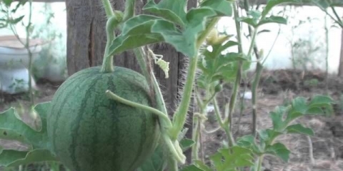 Kako uzgajati lubenicu u stakleniku: shema formiranja, štipanje, njega